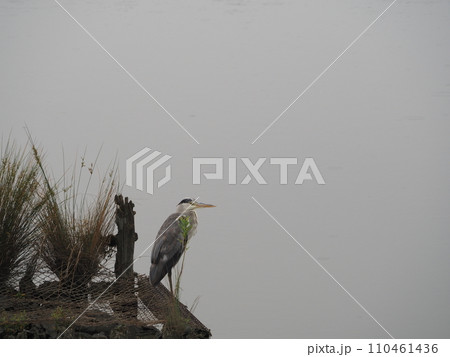 川口市の荒川堤周辺に生息するアオサギ 110461436