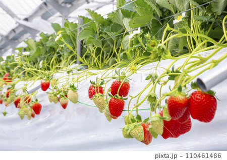 いちご狩り　イチゴ 110461486