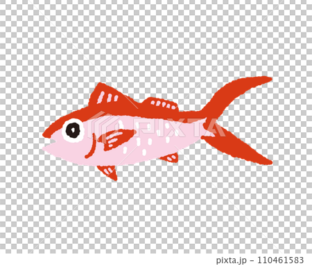 アカマチ【ハマダイ】の手描きイラスト 110461583