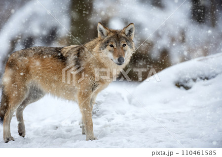 Gray wolf, Canis lupus in the winter forest Gray wolf, Canis lupus in the winter forest 110461585