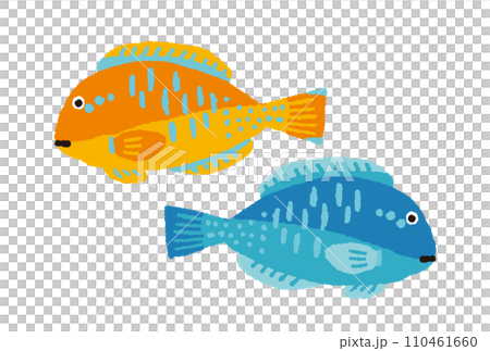 マクブ【シロクラベラ】の手描きイラスト マクブ【シロクラベラ】の手描きイラスト 110461660