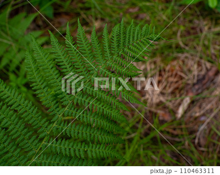 Fresh green fern leaves in the forest Fresh green fern leaves in the forest 110463311