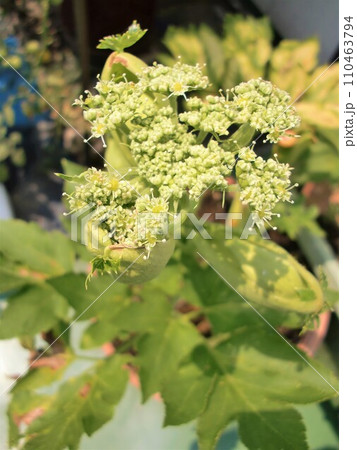 アシタバ 明日葉 花 花序 アシタバ 明日葉 花 花序 110463794