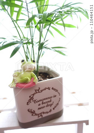 観葉植物とカエル　雑貨 110464151