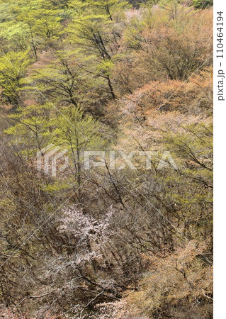 広葉樹林の芽吹き 山桜の花 春の風景 山の尾根 広葉樹林の芽吹き 山桜の花 春の風景 山の尾根 110464194
