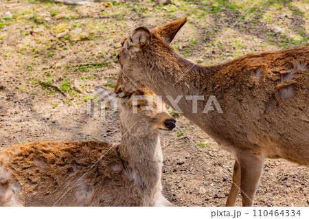 奈良県　春の奈良公園と鹿　 110464334