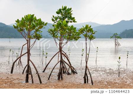 Young mangroves on a cloudy day 110464423