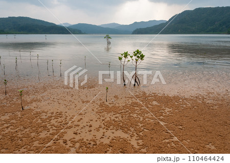 Young mangroves at Urauchi river. Iriomote island 110464424