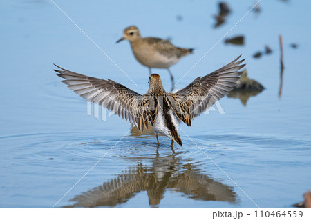 秋のハス田、羽を広げるウズラシギ 110464559
