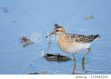 秋、ハス田で休息・採餌するウズラシギ02 110464565