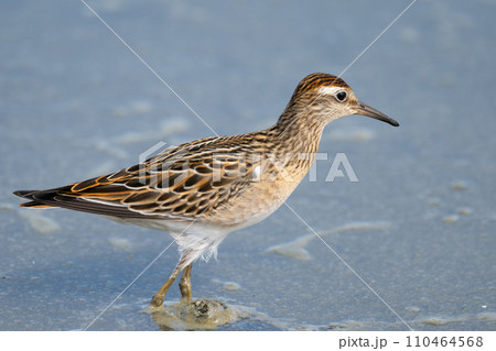 秋、ハス田で休息・採餌するウズラシギ03 110464568