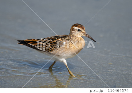 秋、ハス田で休息・採餌するウズラシギ05 110464574