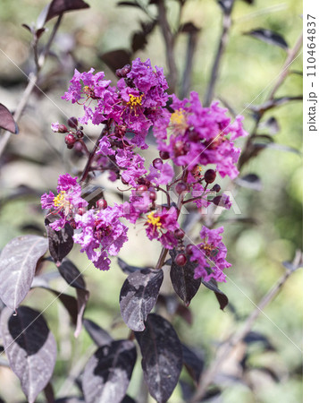 pink Lagerstroemia with purple leaf pink Lagerstroemia with purple leaf 110464837