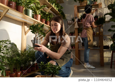 Young plant shop worker placing plants on bottom shelf of rack, her colleague working on background Young plant shop worker placing plants on bottom shelf of rack, her colleague working on background 110464852