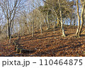 丹沢　辺室山の登山道 110464875