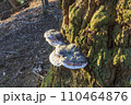 登山道の樹木に生えるキノコ 110464876