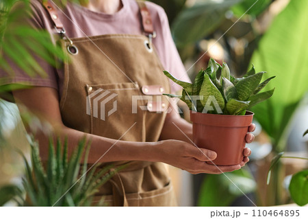 Unrecognizable plant store worker holding potted houseplant posing among greenery 110464895