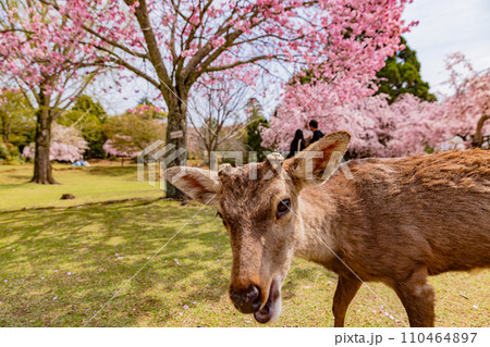 奈良公園の満開の桜と鹿　 110464897