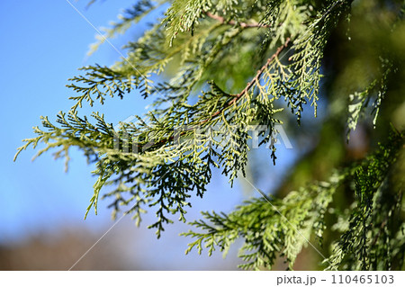 早春のヒノキ（檜）の葉 110465103