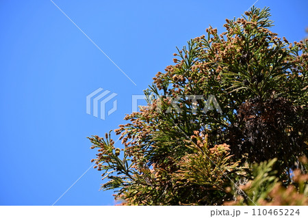 早春のスギ(杉)の雄花 早春のスギ(杉)の雄花 110465224