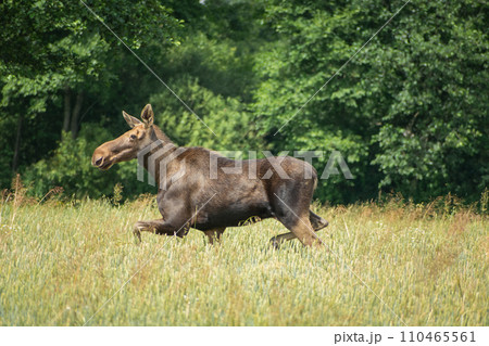 A large moose running in the grain against the background of the forest 110465561
