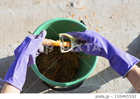 Female hands in gloves peel fresh carrots into a bucket. Cleaning carrots only collected from the garden. 110465592