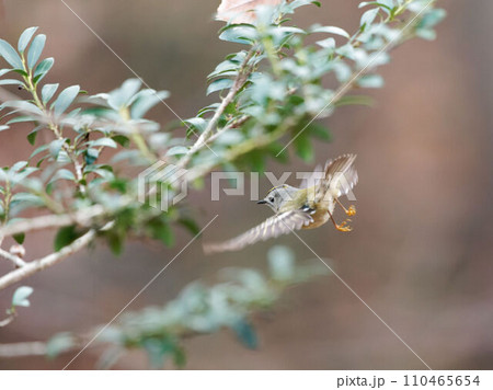 飛翔しながら餌を探すキクイタダキ 110465654