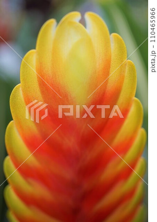 オオインコアナナス ティファニー 花苞 植物 オオインコアナナス ティファニー 花苞 植物 110465966