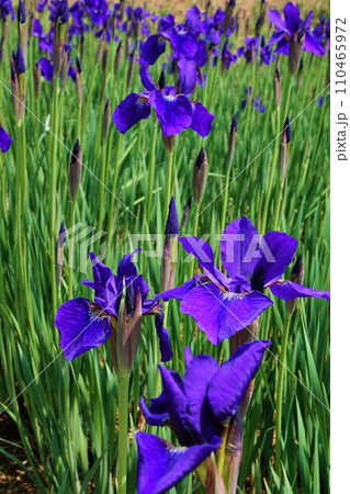 アヤメ　菖蒲　文目　綾目　Iris sanguinea 110465972