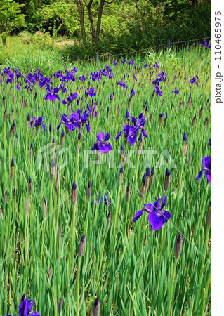 アヤメ 菖蒲 文目 綾目 Iris sanguinea アヤメ 菖蒲 文目 綾目 Iris sanguinea 110465976