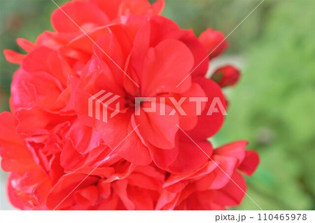 ゼラニウム　天竺葵　テンジクアオイ　ゼラニューム　赤 110465978