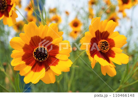 ハルシャギク 110466148