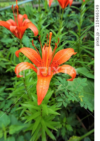 スカシユリ　タテ 110466149