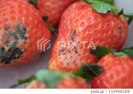 カビが生えてしまった苺 110466169