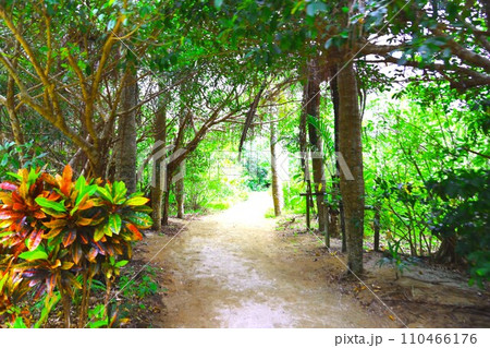 沖縄県由布島の風景 沖縄県由布島の風景 110466176