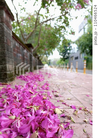 ホクシャ 釣浮草 ツリウキソウ 110466524