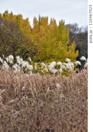 ススキの穂と黄色に紅葉した木 110467025