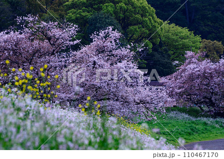 河川敷に咲く満開の桜の木と大根の花 河川敷に咲く満開の桜の木と大根の花 110467170