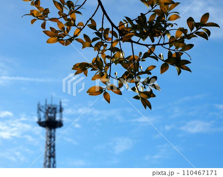 日差しを浴びたナギの葉(冬空と鉄塔と梛) 日差しを浴びたナギの葉(冬空と鉄塔と梛) 110467171