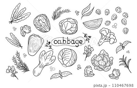 Line icon different Cabbage vector illustration. Design for kale day, healthy food, day, recipes. 110467698