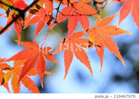 埼玉県川越市小仙波町 天台宗別格本山中院の釈迦堂横の紅葉モミジクローズアップと背景のボケ 埼玉県川越市小仙波町 天台宗別格本山中院の釈迦堂横の紅葉モミジクローズアップと背景のボケ 110467970