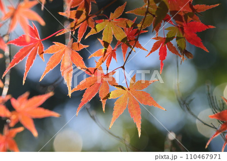 埼玉県川越市小仙波町　天台宗別格本山中院の釈迦堂横の紅葉モミジクローズアップと背景のボケ 110467971