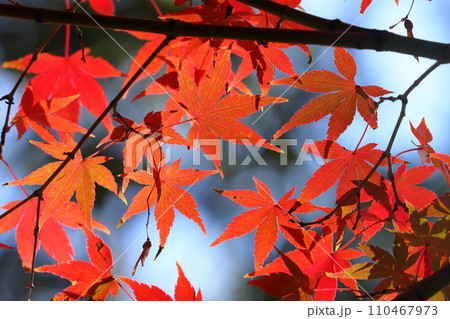 埼玉県川越市小仙波町　天台宗別格本山中院の釈迦堂横の紅葉モミジクローズアップと背景のボケ 110467973