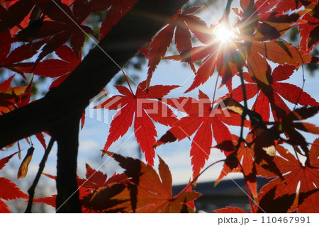 埼玉県川越市小仙波町 天台宗別格本山中院の釈迦堂横の紅葉モミジクローズアップと背景のボケ 埼玉県川越市小仙波町 天台宗別格本山中院の釈迦堂横の紅葉モミジクローズアップと背景のボケ 110467991