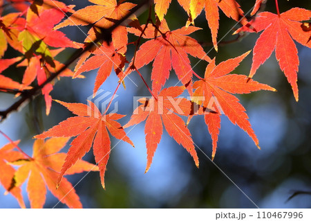 埼玉県川越市小仙波町　天台宗別格本山中院の釈迦堂横の紅葉モミジクローズアップと背景のボケ 110467996