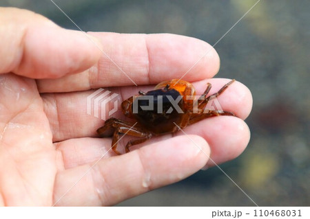 ときがわ町の都幾川に生息するサワガニが手のひらに乗ってる写真 110468031
