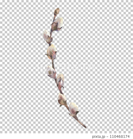 Watercolor Easter willow. Hand painted willow branch isolated on white background. Design for printing postcards, invitations to weddings, birthdays, spring and summer holidays, easter. 110468174