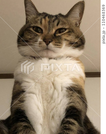 見つめる猫 見つめる猫 110468369