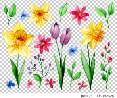 set with spring flowers. watercolor drawing of daffodils, tulips, cosmos, leaves and branches 110468520