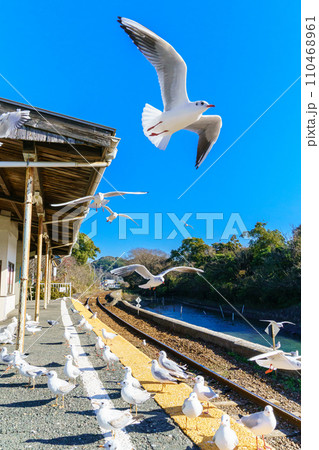 浜名湖佐久米駅のゆりかもめ 110468961